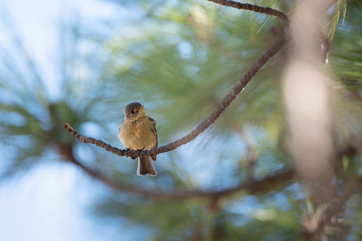 Buff-breasted Flycatcher - ML637278960