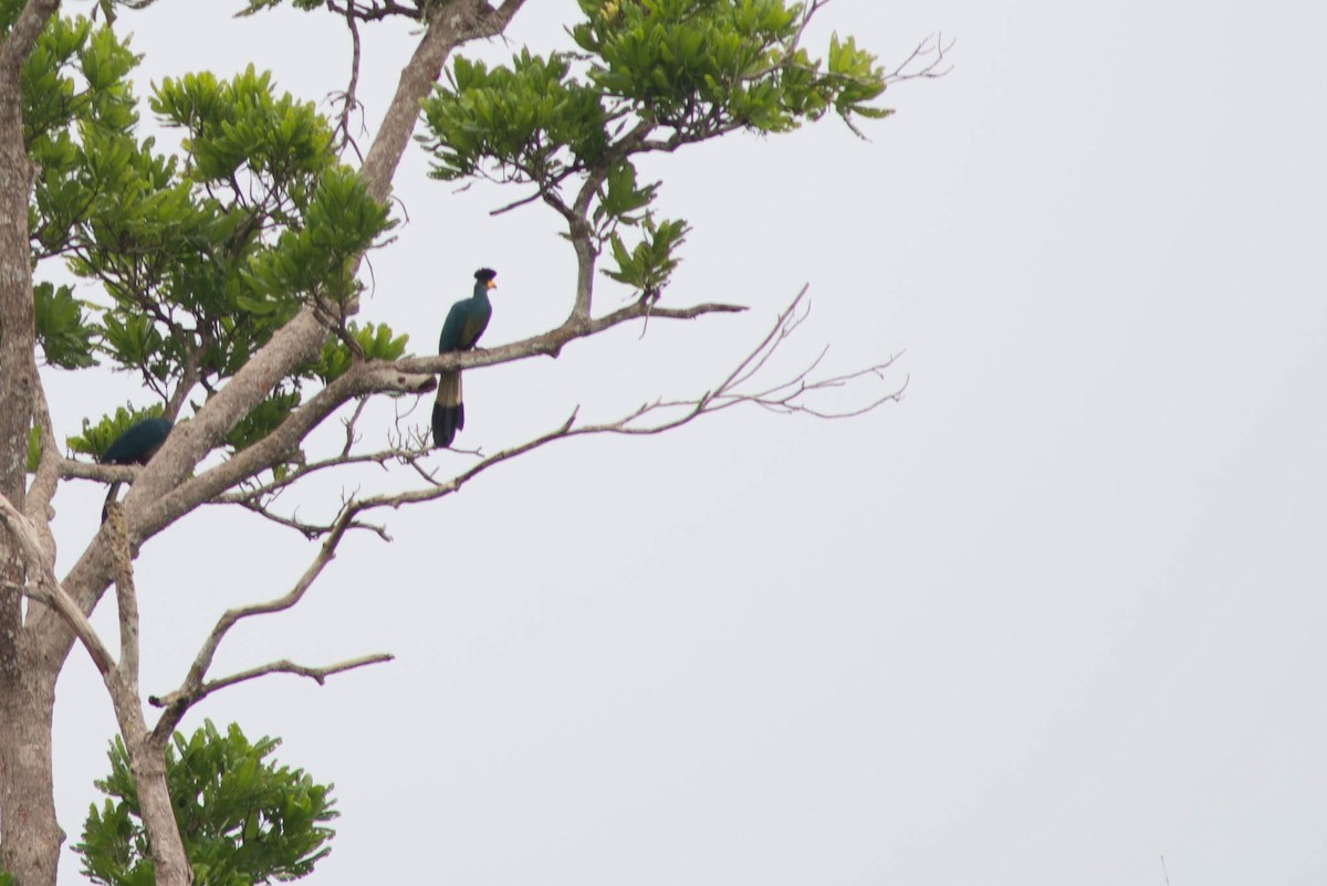 Great Blue Turaco - ML637278963