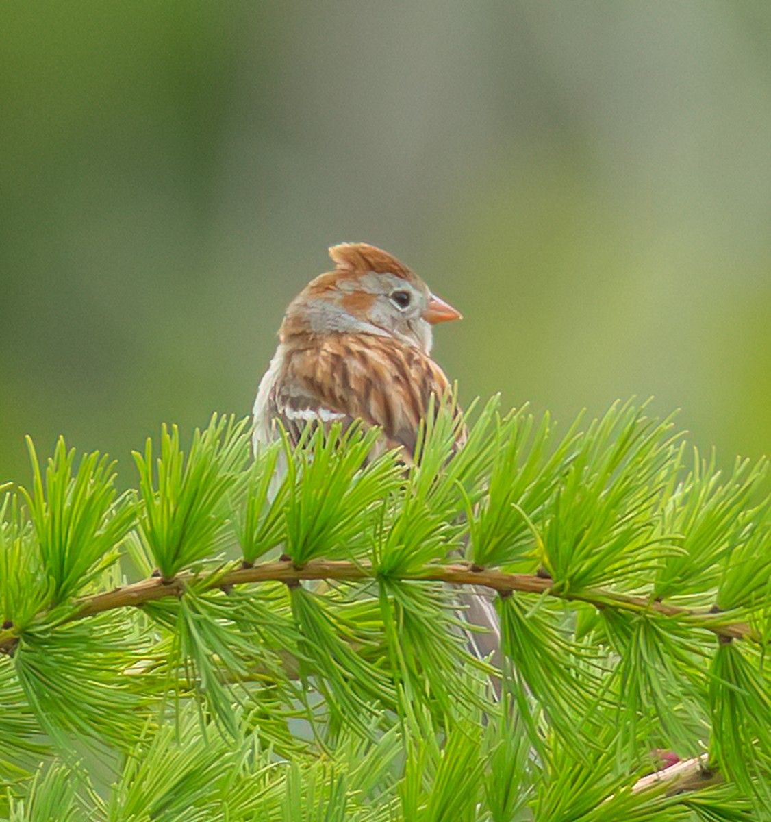 Field Sparrow - ML637278964