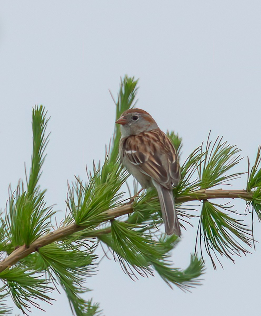 Field Sparrow - ML637278965