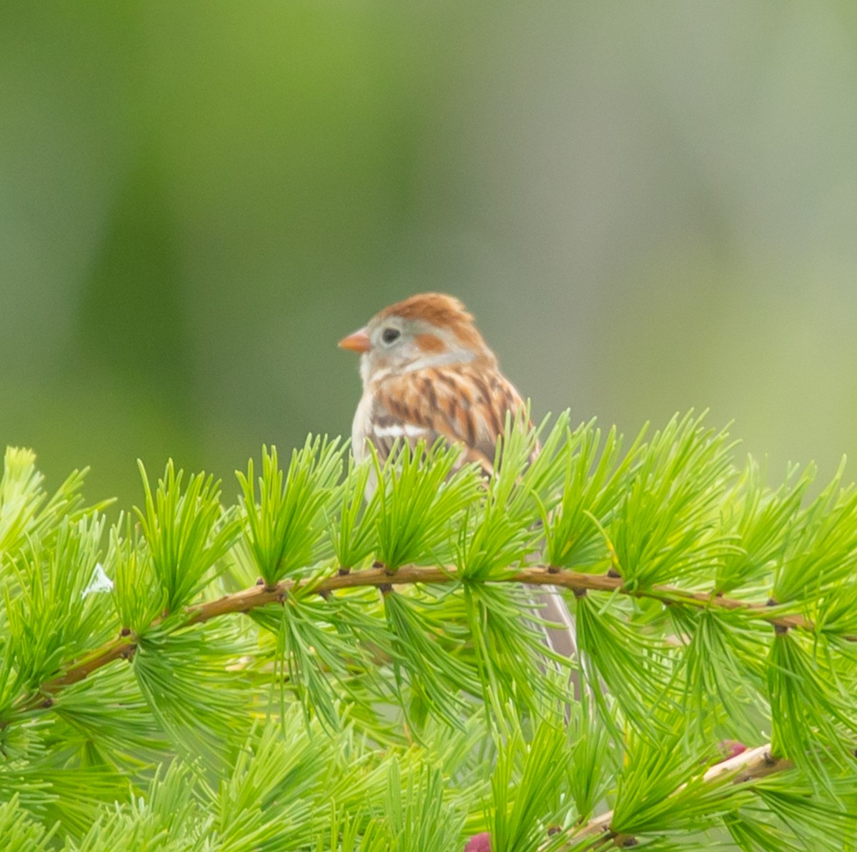 Field Sparrow - ML637278966