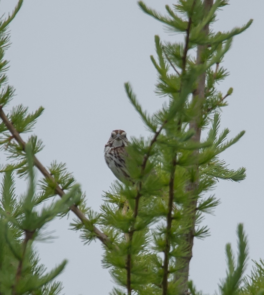 Song Sparrow - ML637278981
