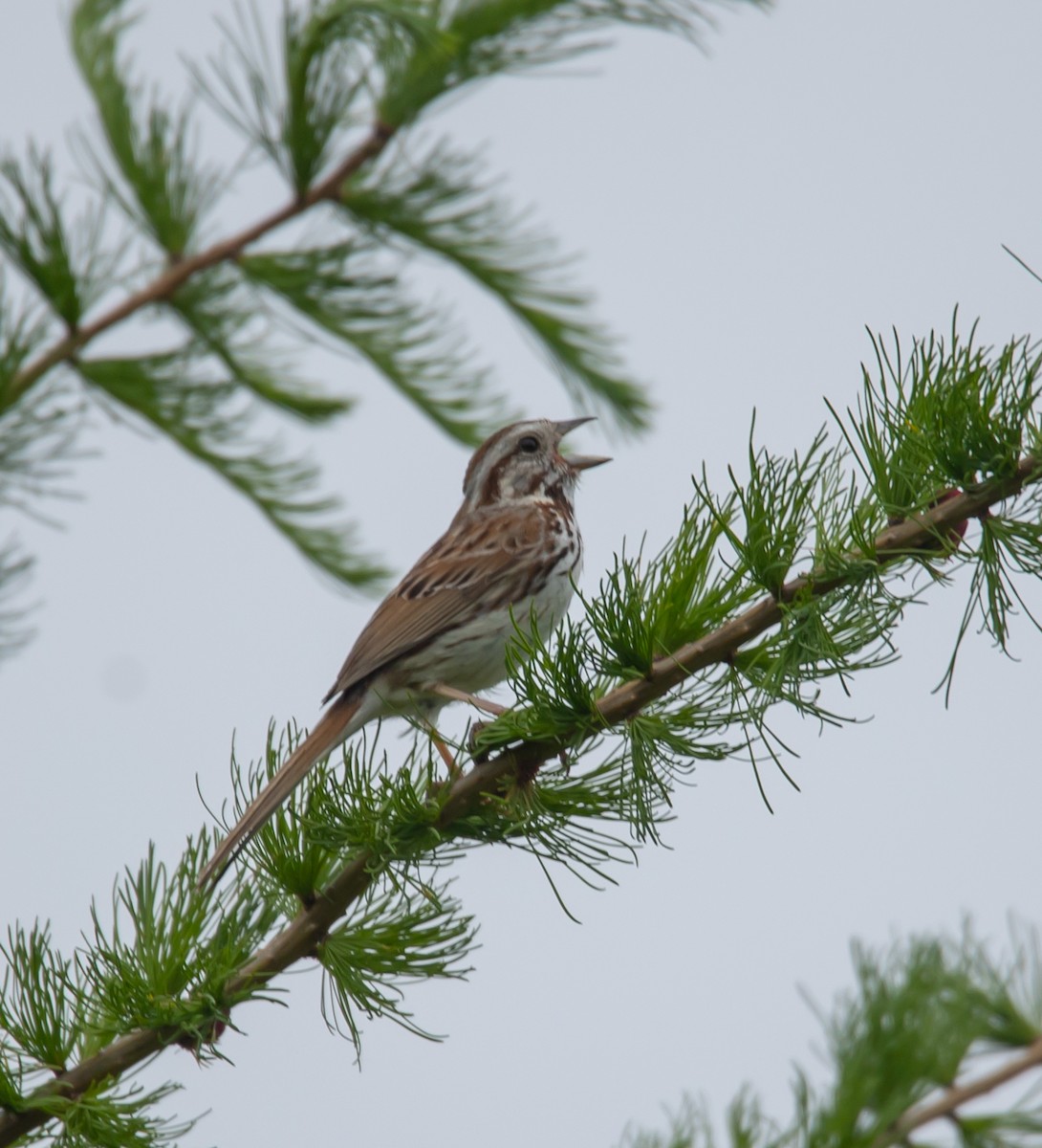 Song Sparrow - ML637278982