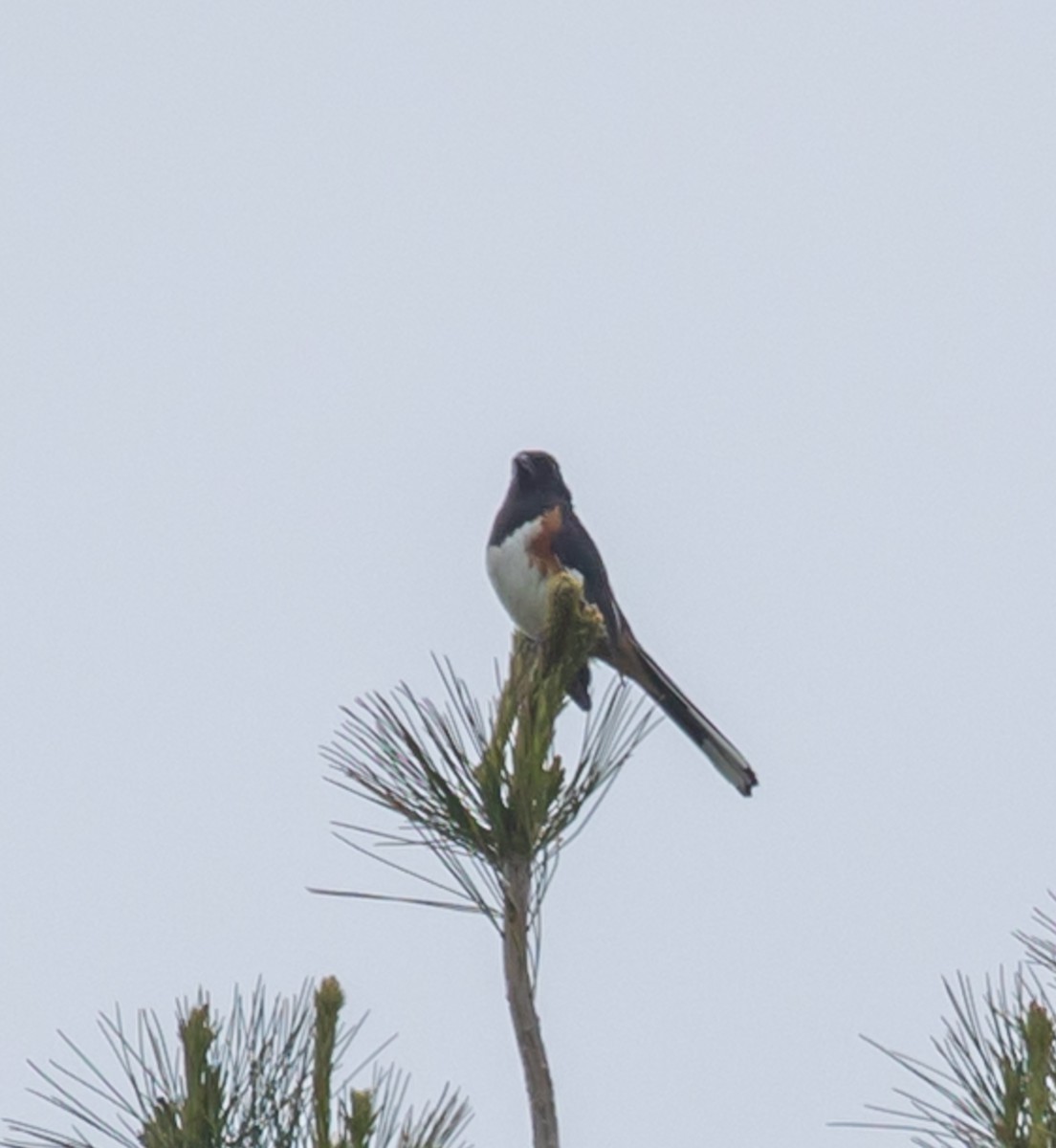 Eastern Towhee - ML637278995