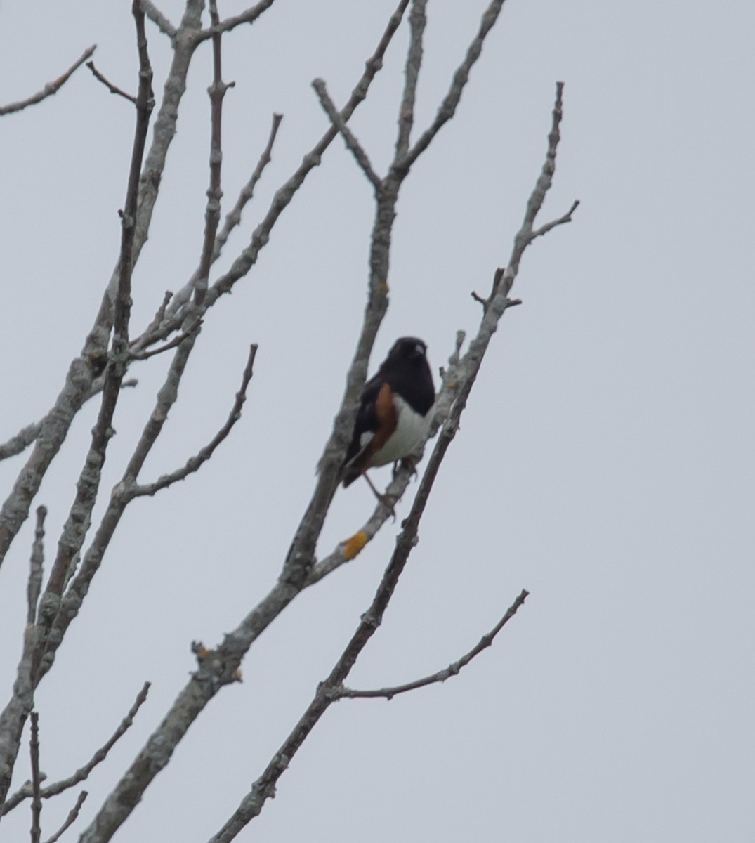 Eastern Towhee - ML637278996