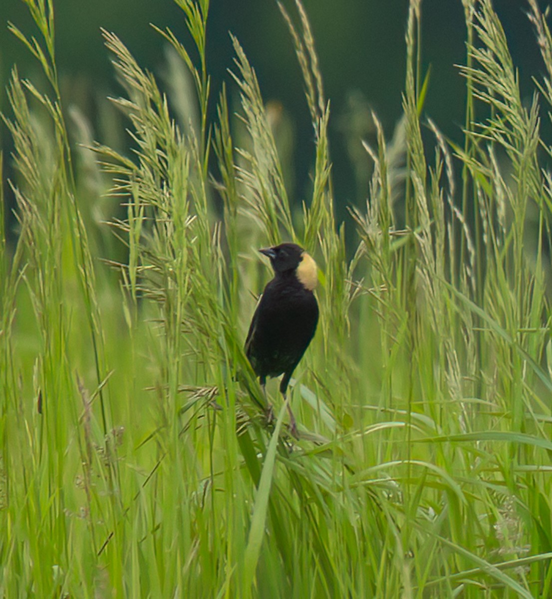 Bobolink - ML637279002