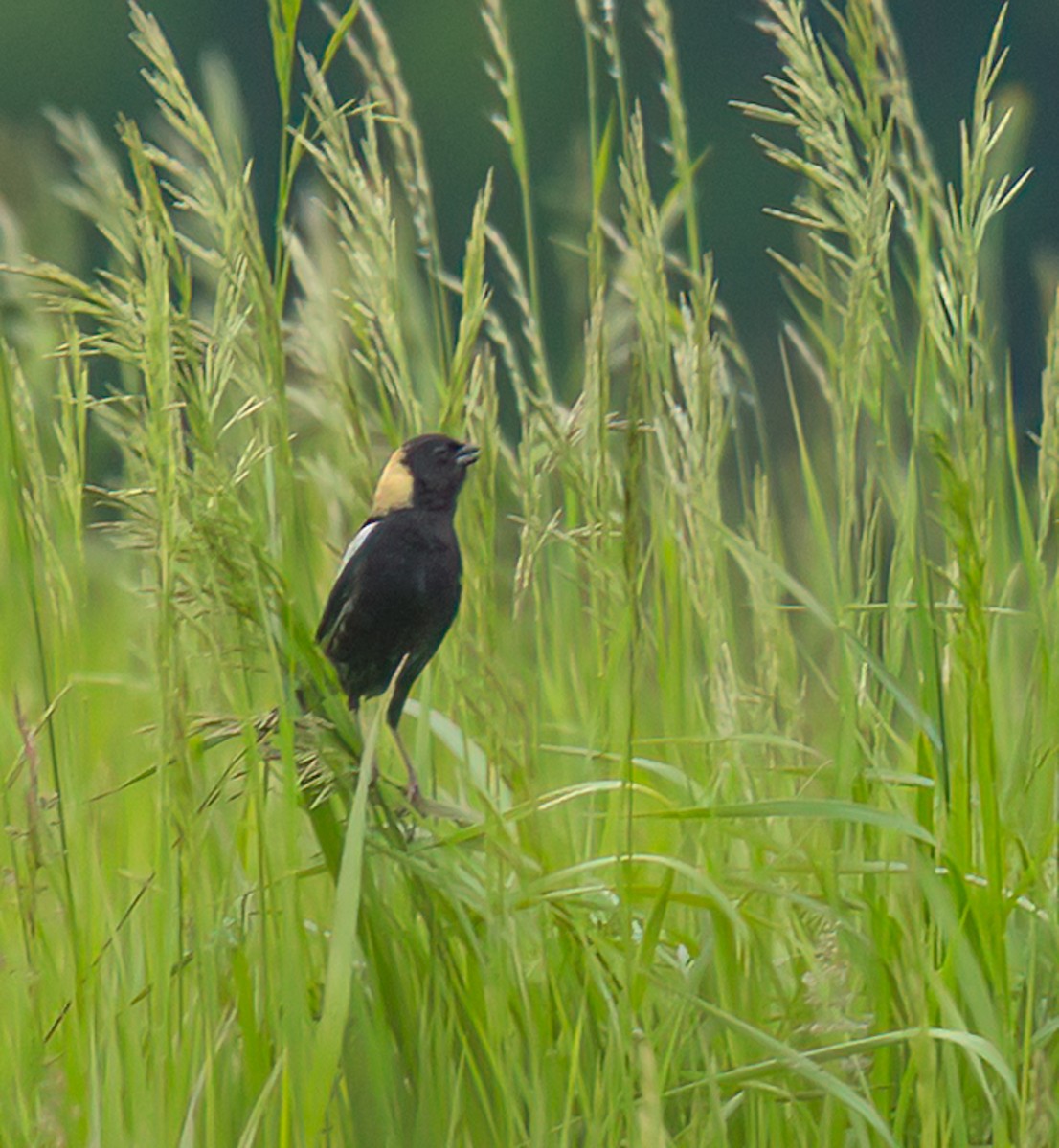 Bobolink - ML637279003