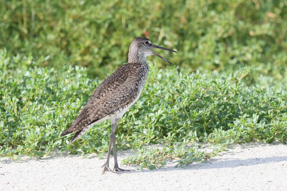 Willet - ML637279012