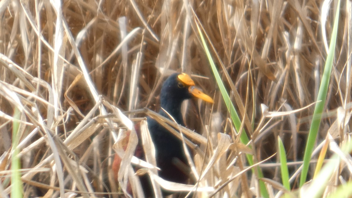 Northern Jacana - ML637279020