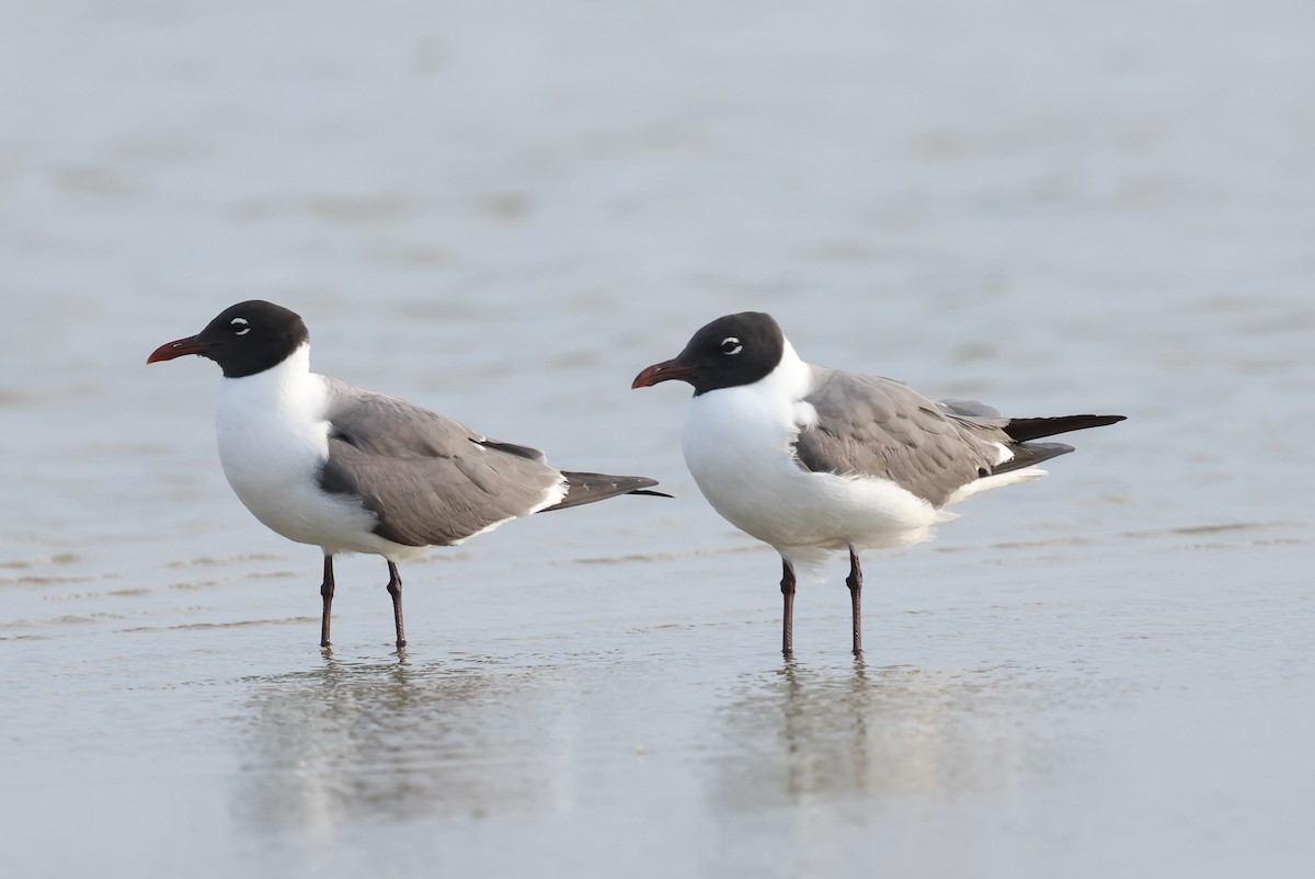 Laughing Gull - ML637279021