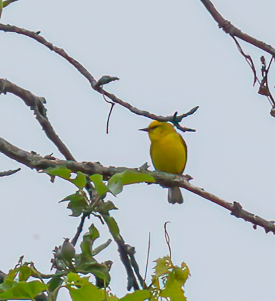 Blue-winged Warbler - ML637279028