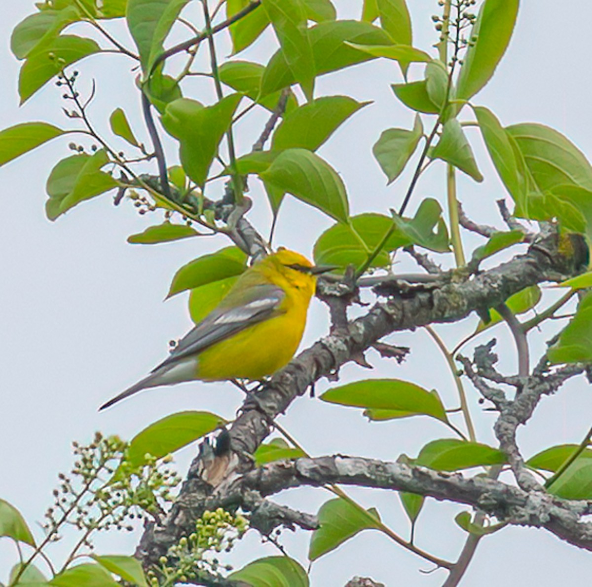 Blue-winged Warbler - ML637279030