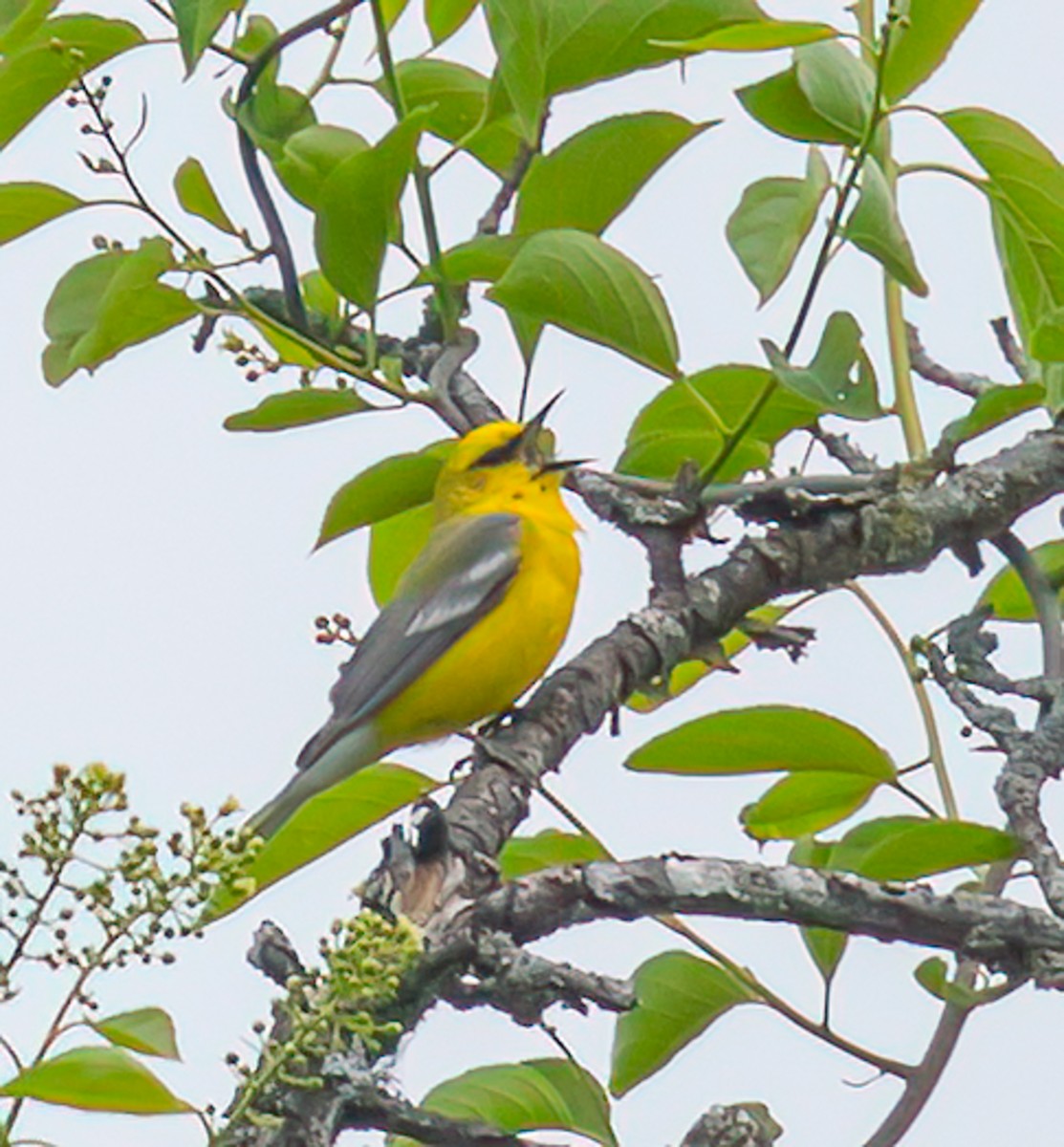 Blue-winged Warbler - ML637279031