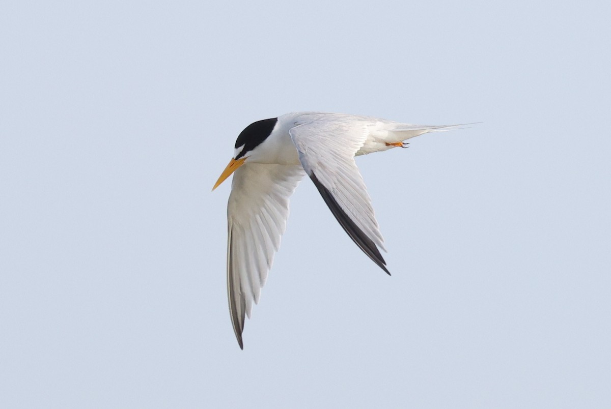Least Tern - ML637279041