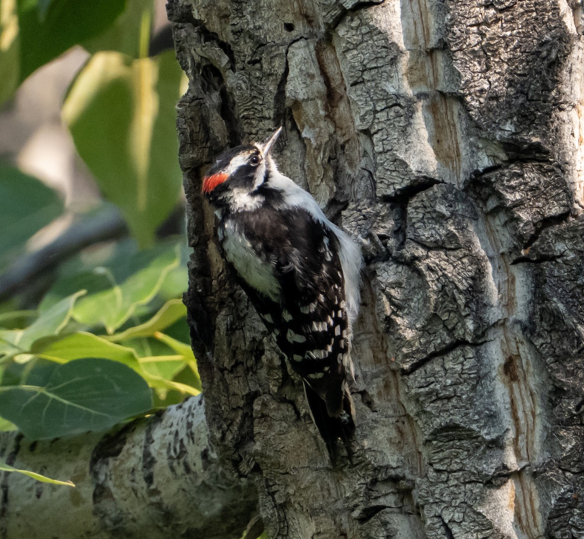 Downy Woodpecker - ML637279055
