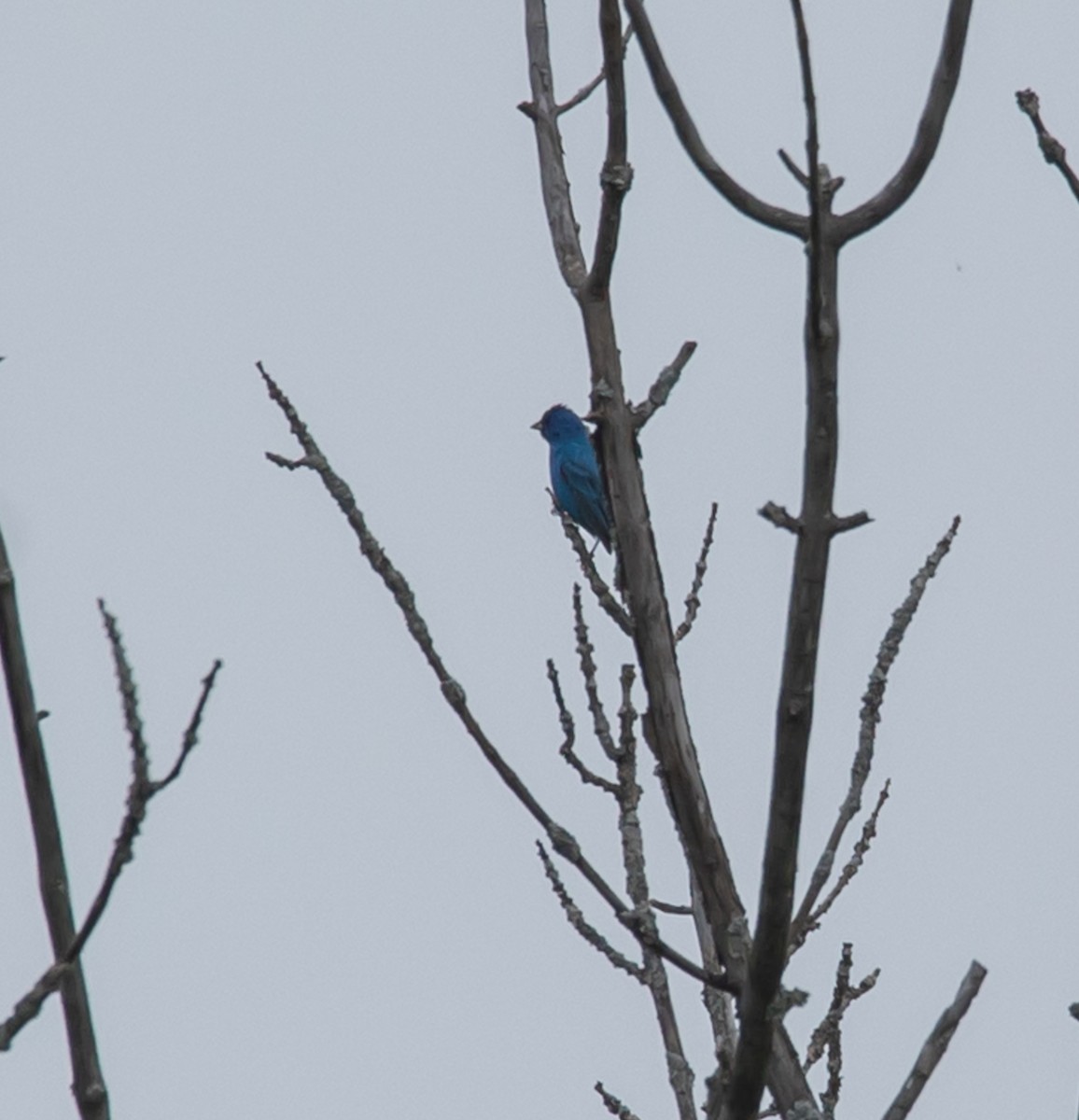 Indigo Bunting - ML637279058