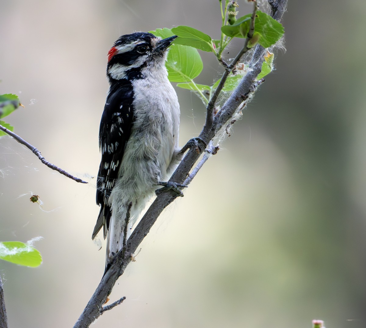 Downy Woodpecker - ML637279060