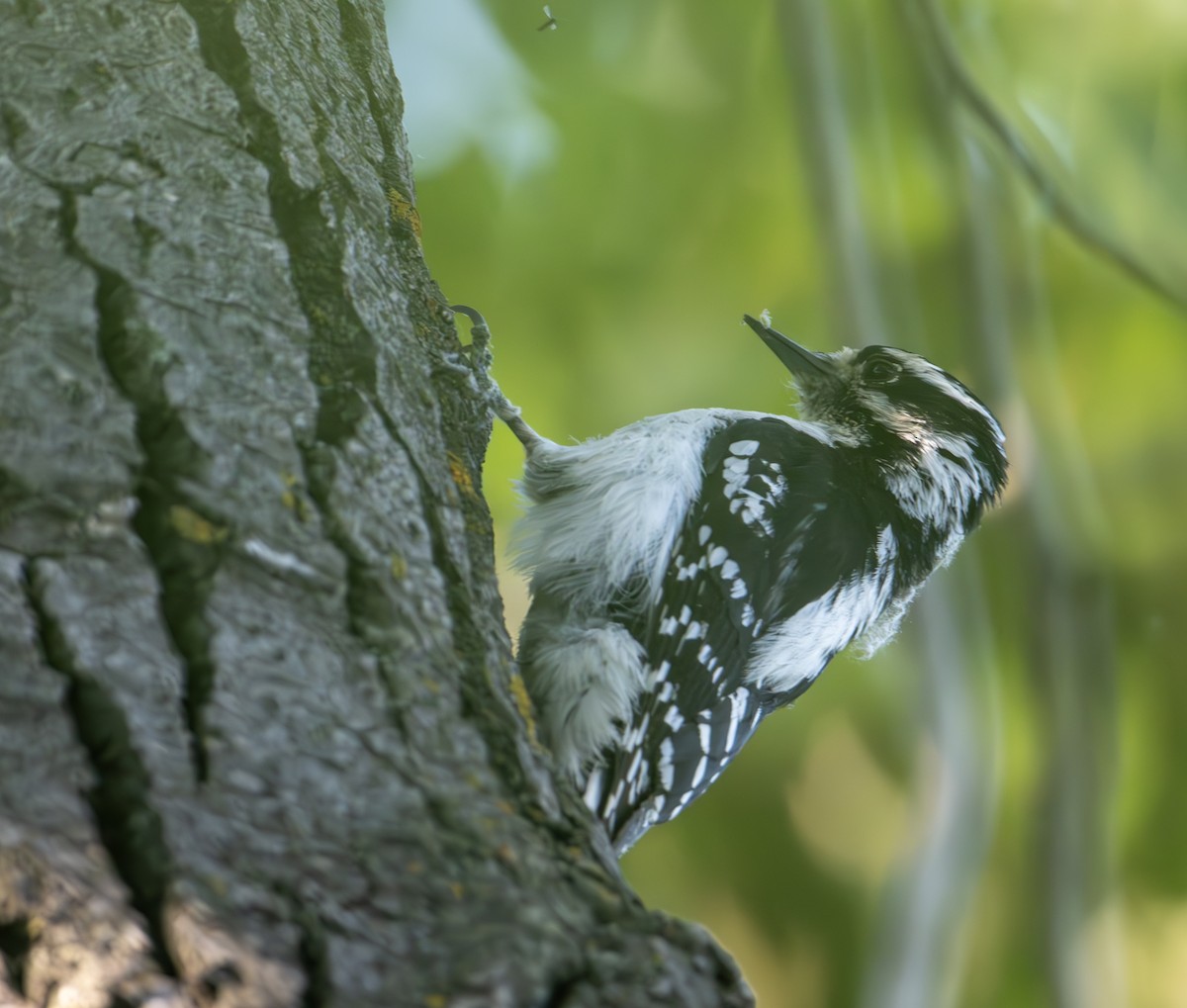 Downy Woodpecker - ML637279076