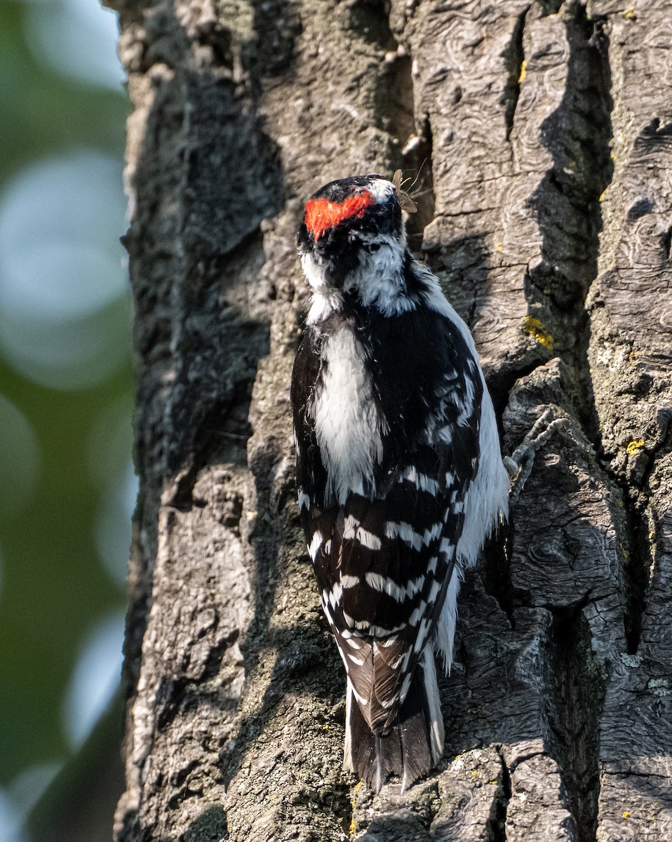 Downy Woodpecker - ML637279078