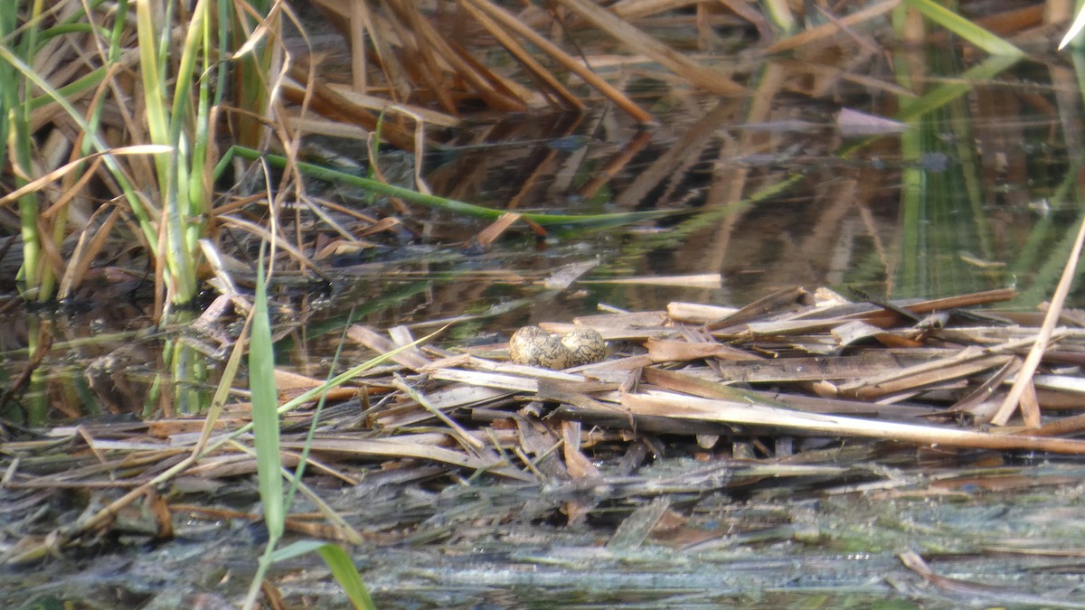 Northern Jacana - ML637279106