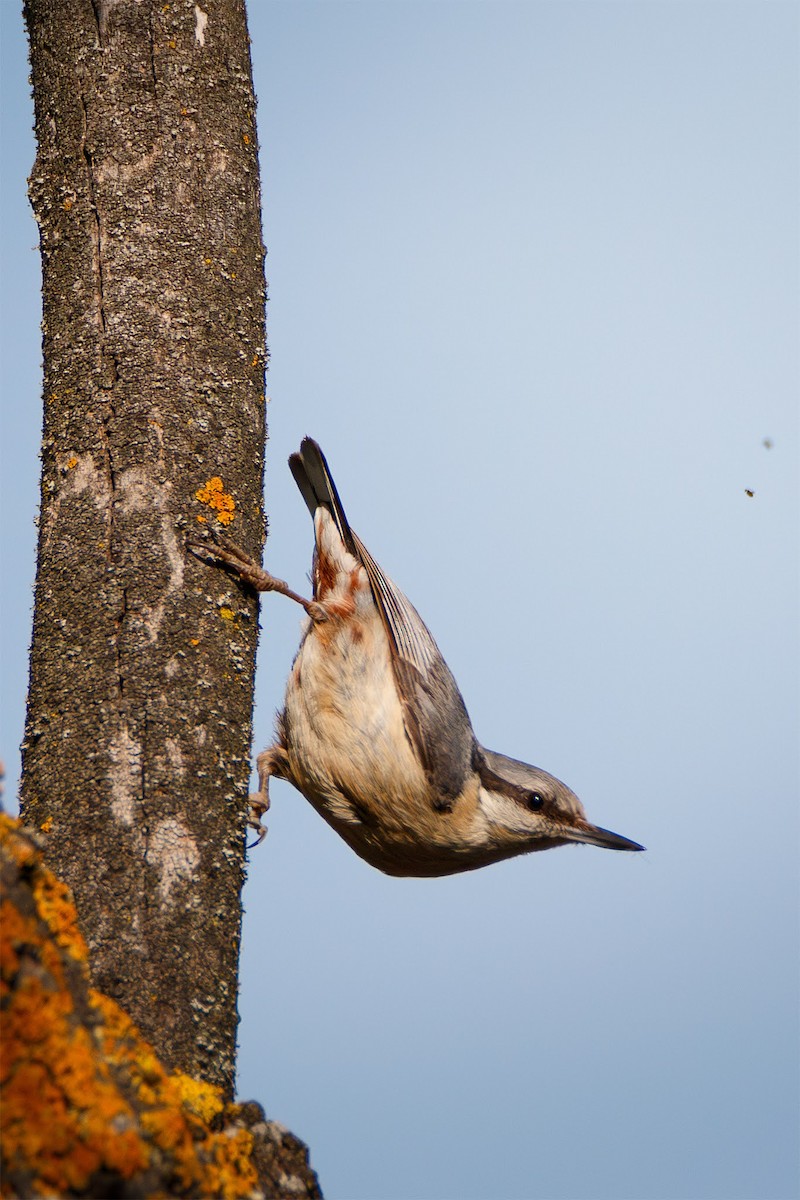 Eurasian Nuthatch (Western) - ML637279131