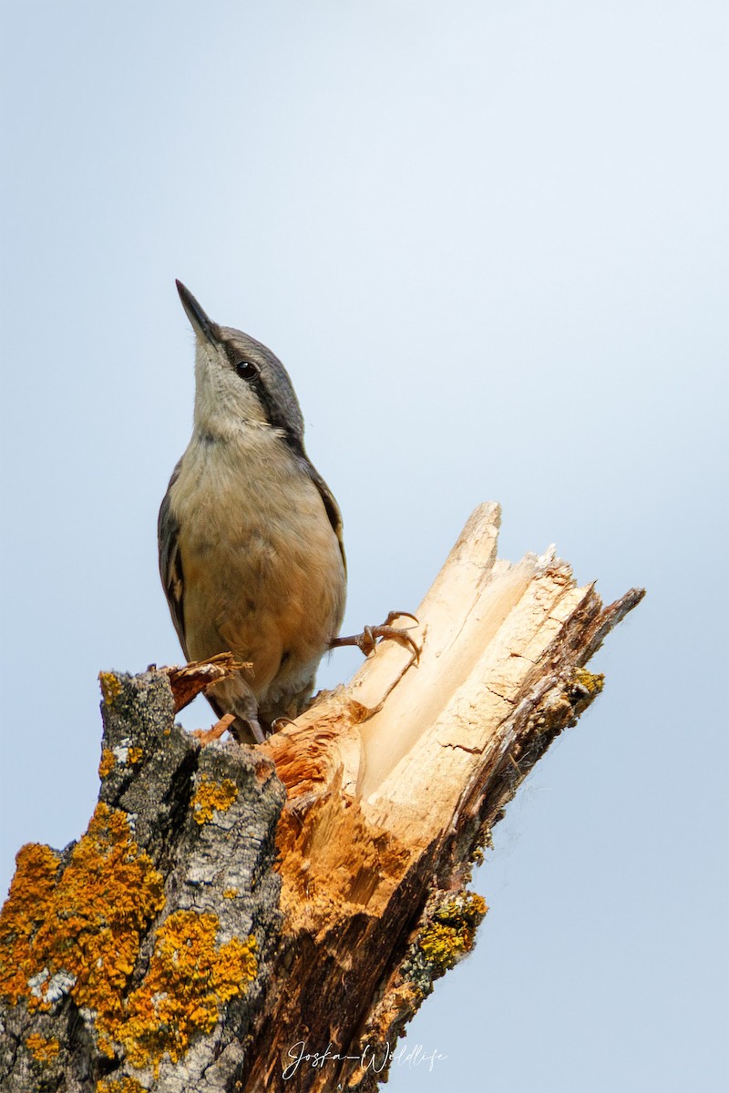 Eurasian Nuthatch (Western) - ML637279132