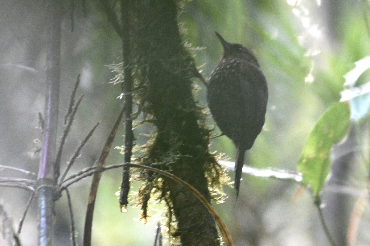 Spotted Barbtail - ML637279175
