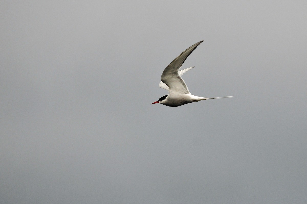 Arctic Tern - ML63727921