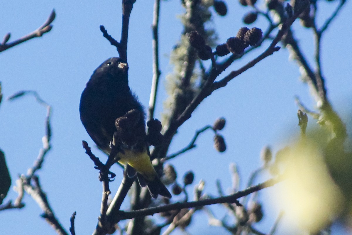 Black Siskin - ML637279340