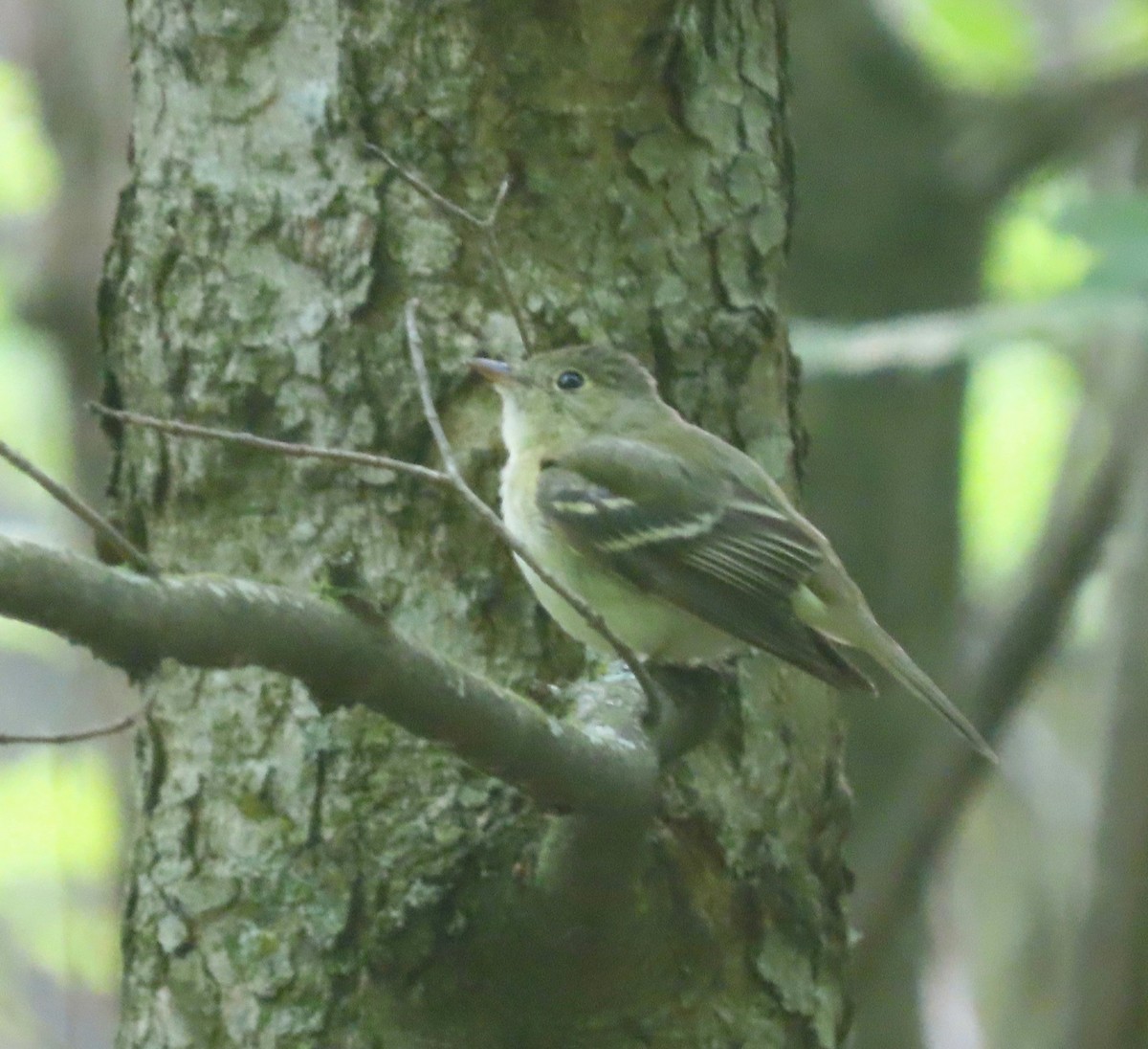 Acadian Flycatcher - ML637279431