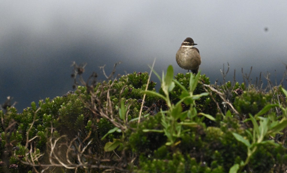 Chestnut-winged Cinclodes - ML637279435