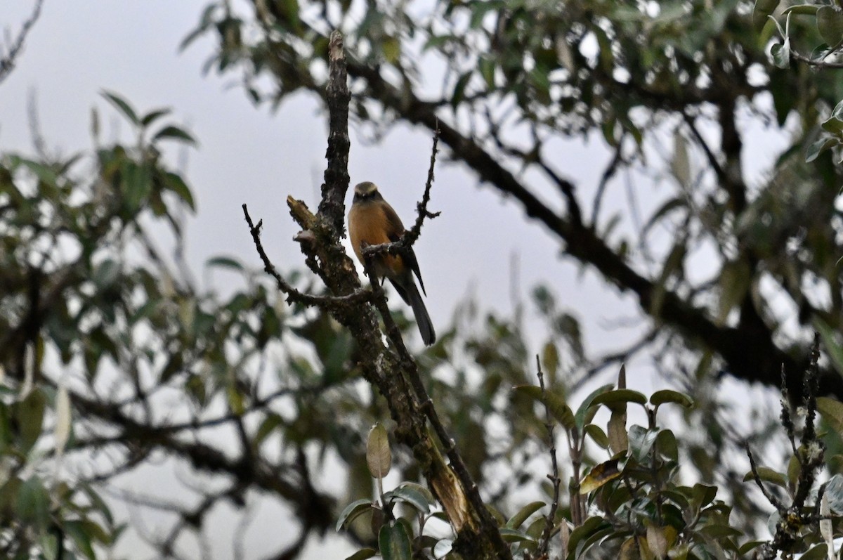 Brown-backed Chat-Tyrant - ML637279449
