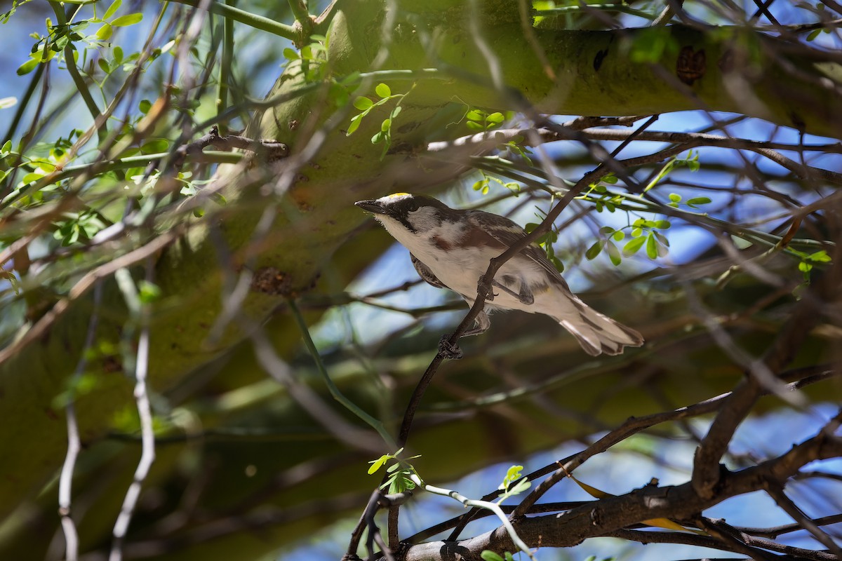 סבכון צהוב-כיפה - ML637279467