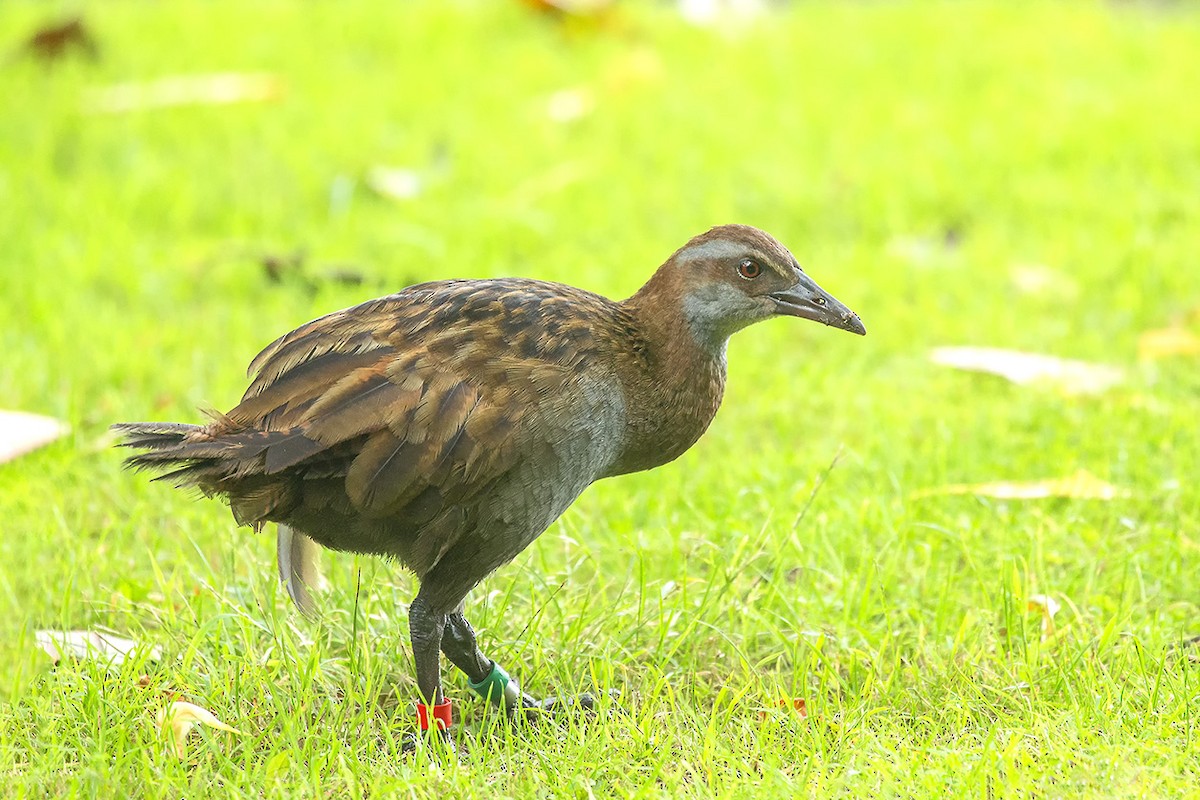 Weka - ML637279499