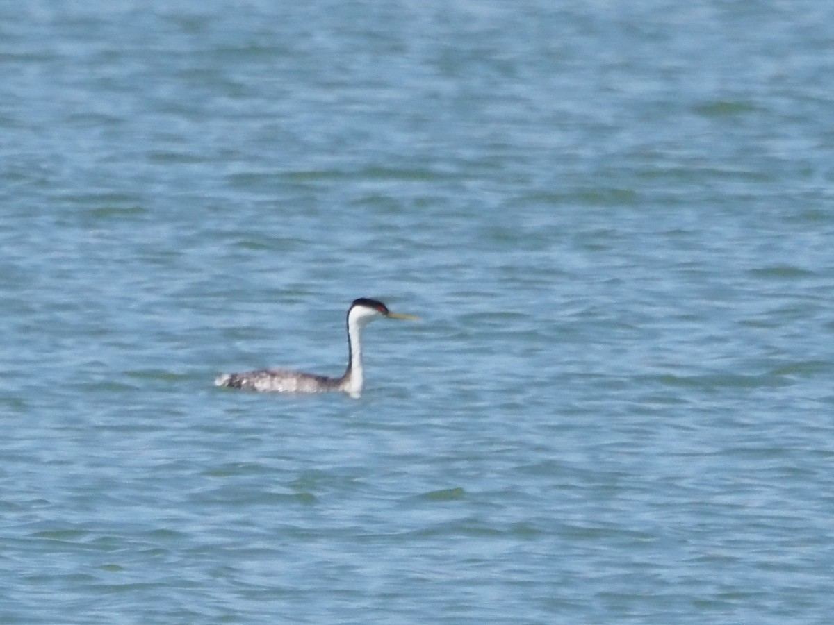 Western Grebe - ML637279646