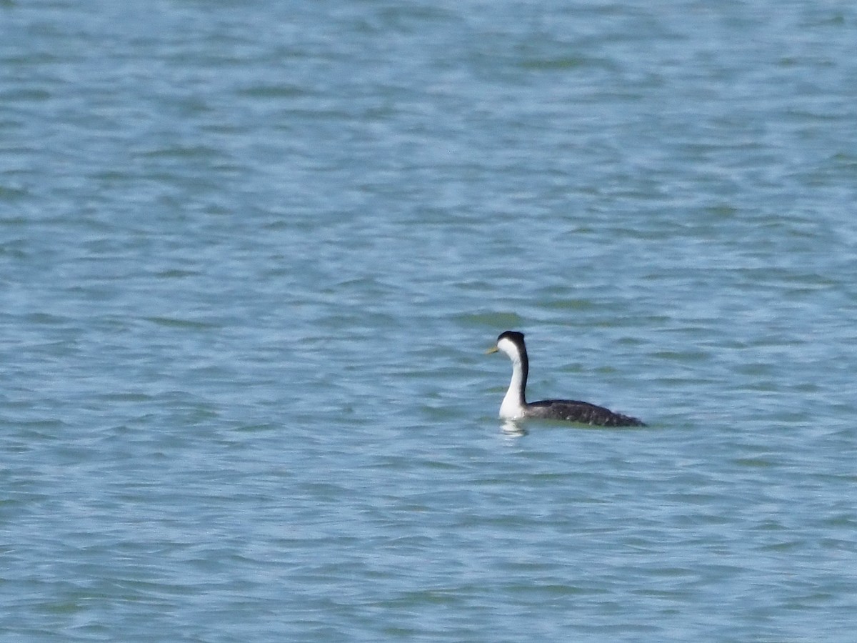 Western Grebe - ML637279648