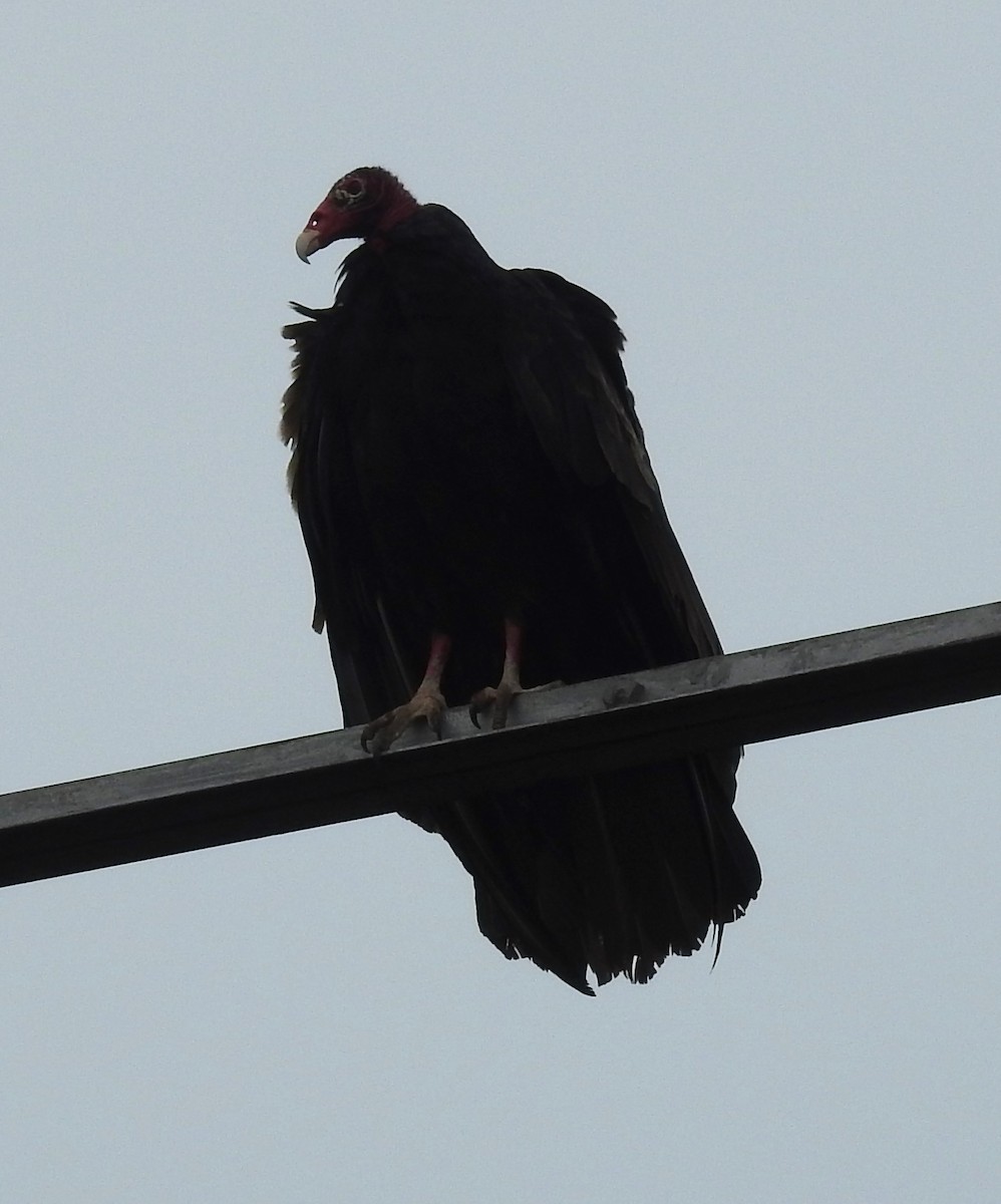 Turkey Vulture - ML637279796
