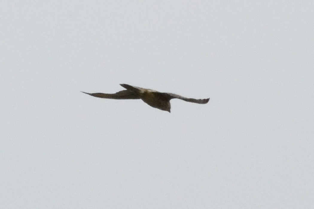 Gyrfalcon - ML637279917