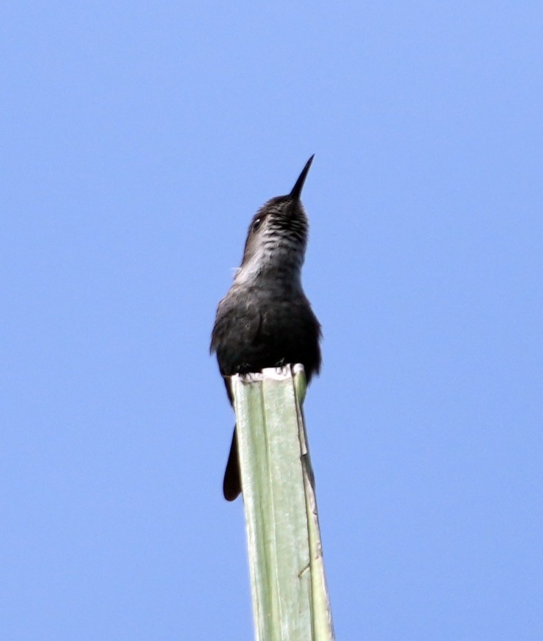 Colibrí Zumbadorcito - ML637279973