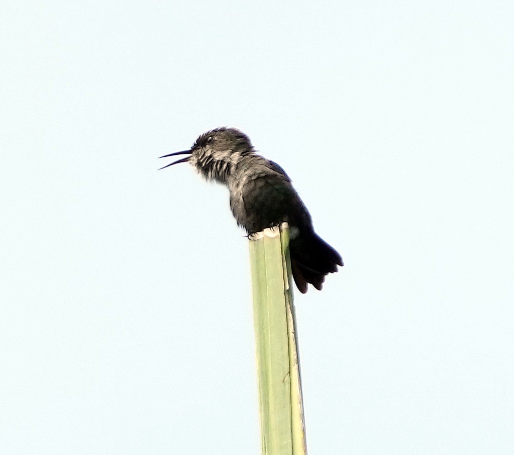 Colibrí Zumbadorcito - ML637279974