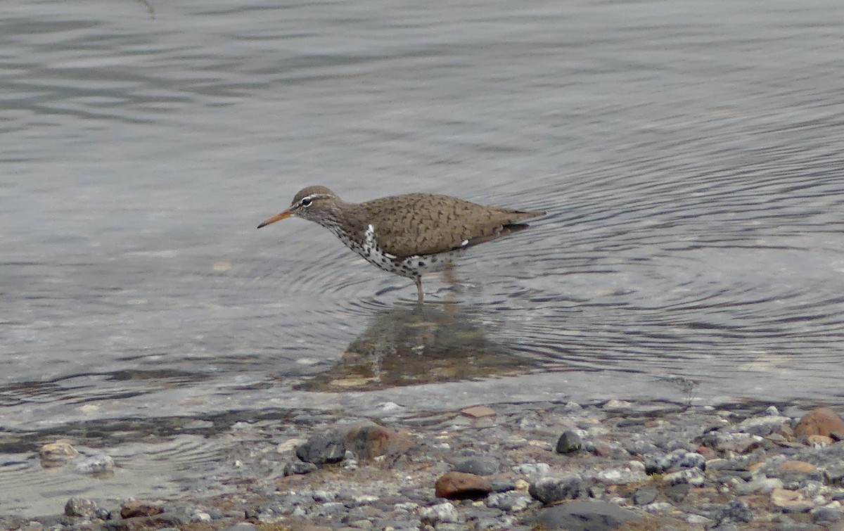 Spotted Sandpiper - ML637280087