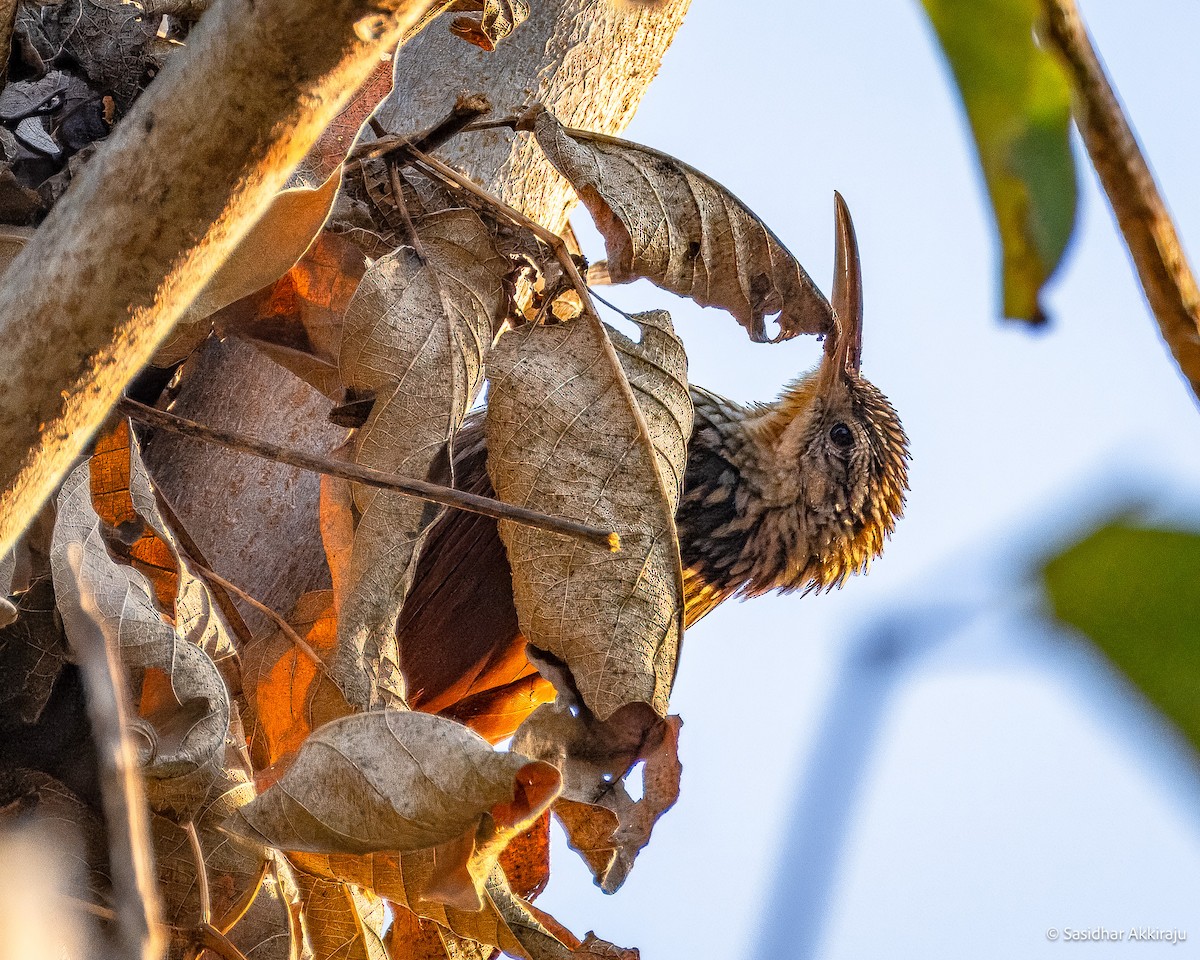 Ivory-billed Woodcreeper - ML637280224