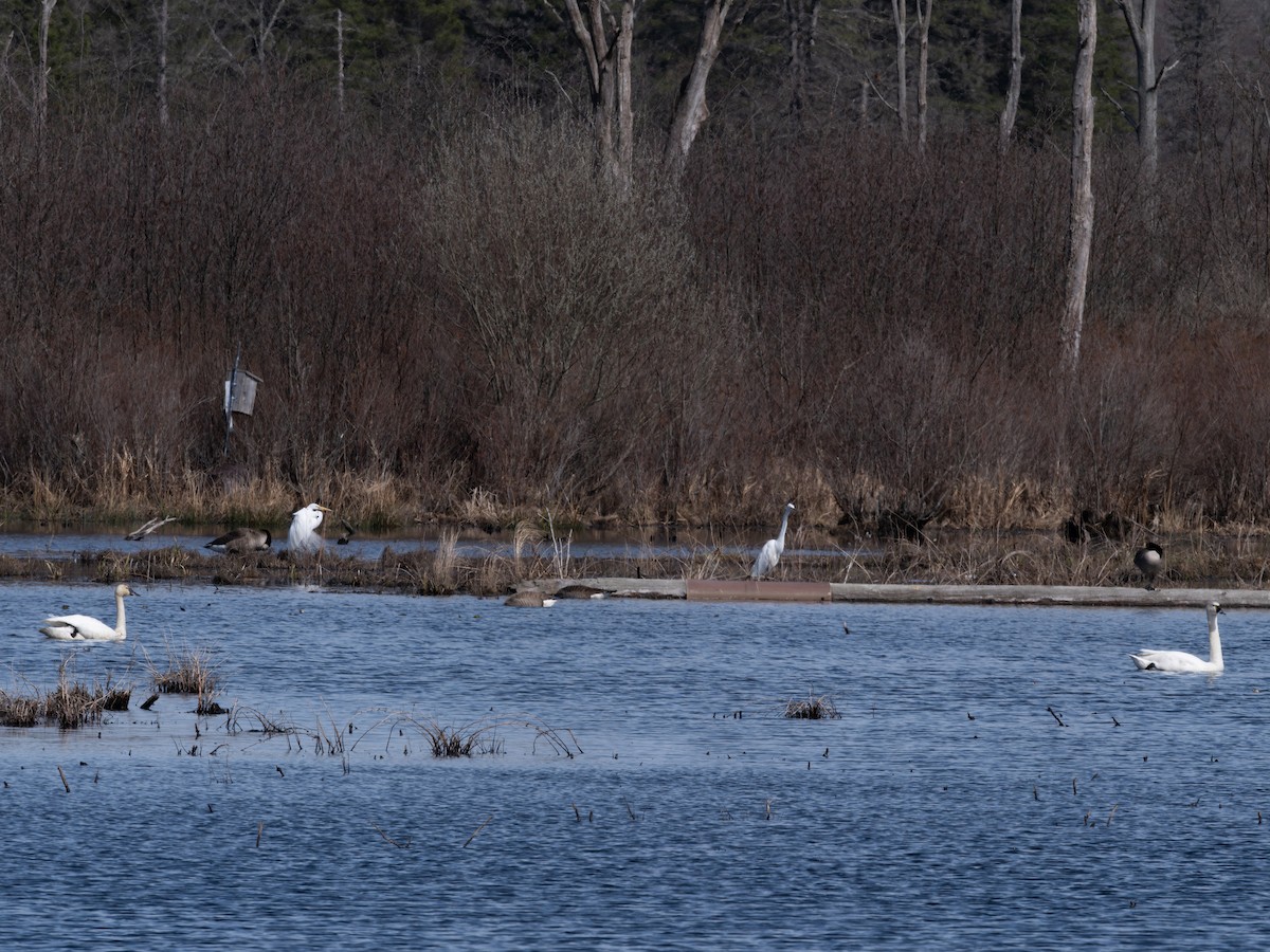 Tundra Swan - ML637280229
