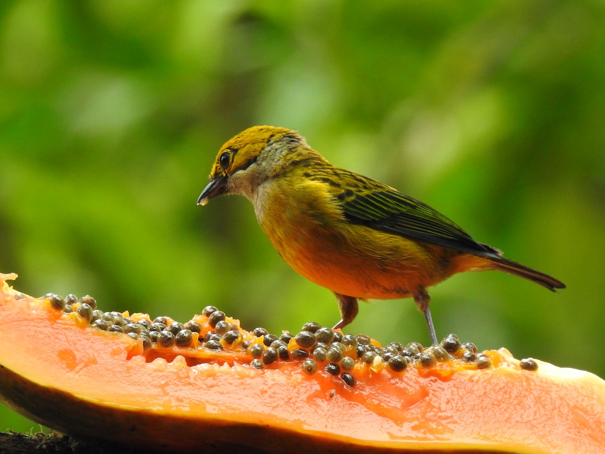 Silver-throated Tanager - ML637280246