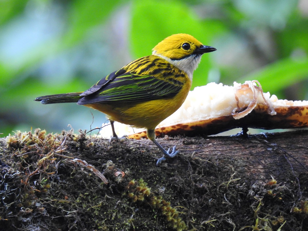 Silver-throated Tanager - ML637280285