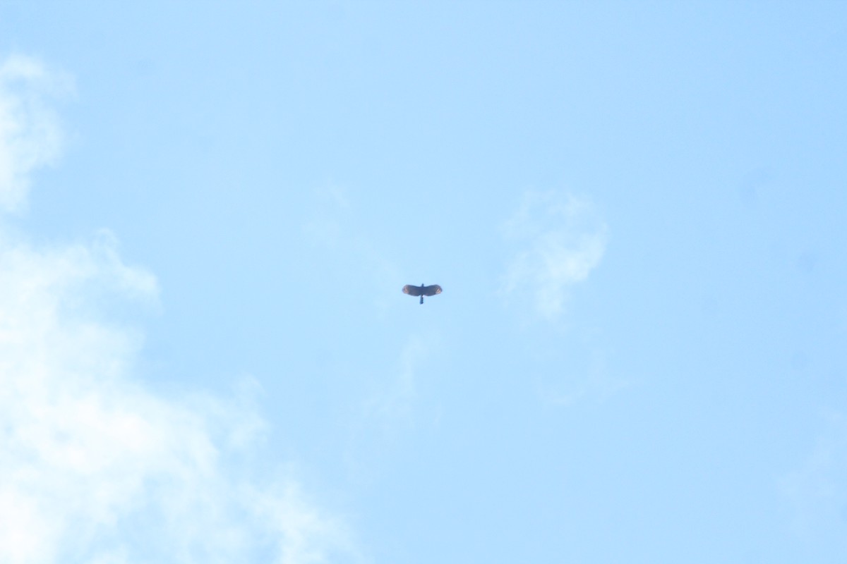 Black Hawk-Eagle - ML637280287