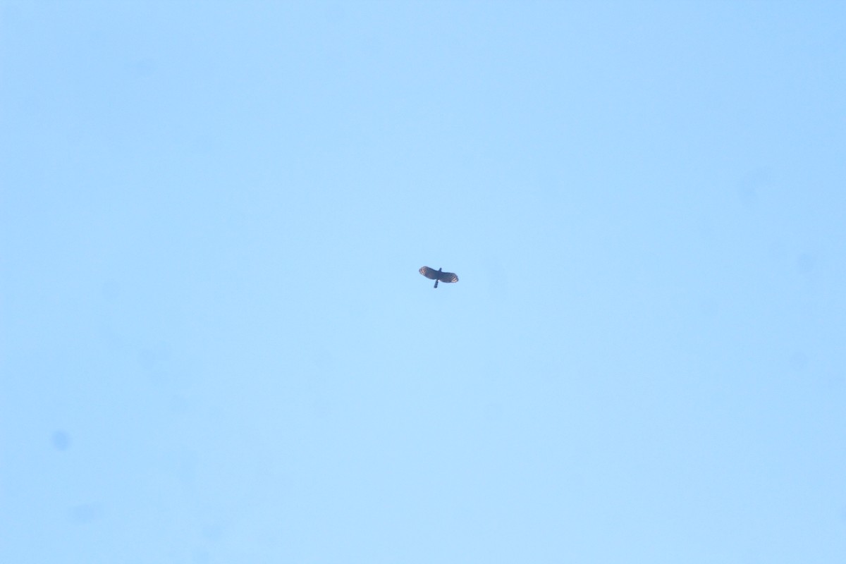 Black Hawk-Eagle - ML637280289