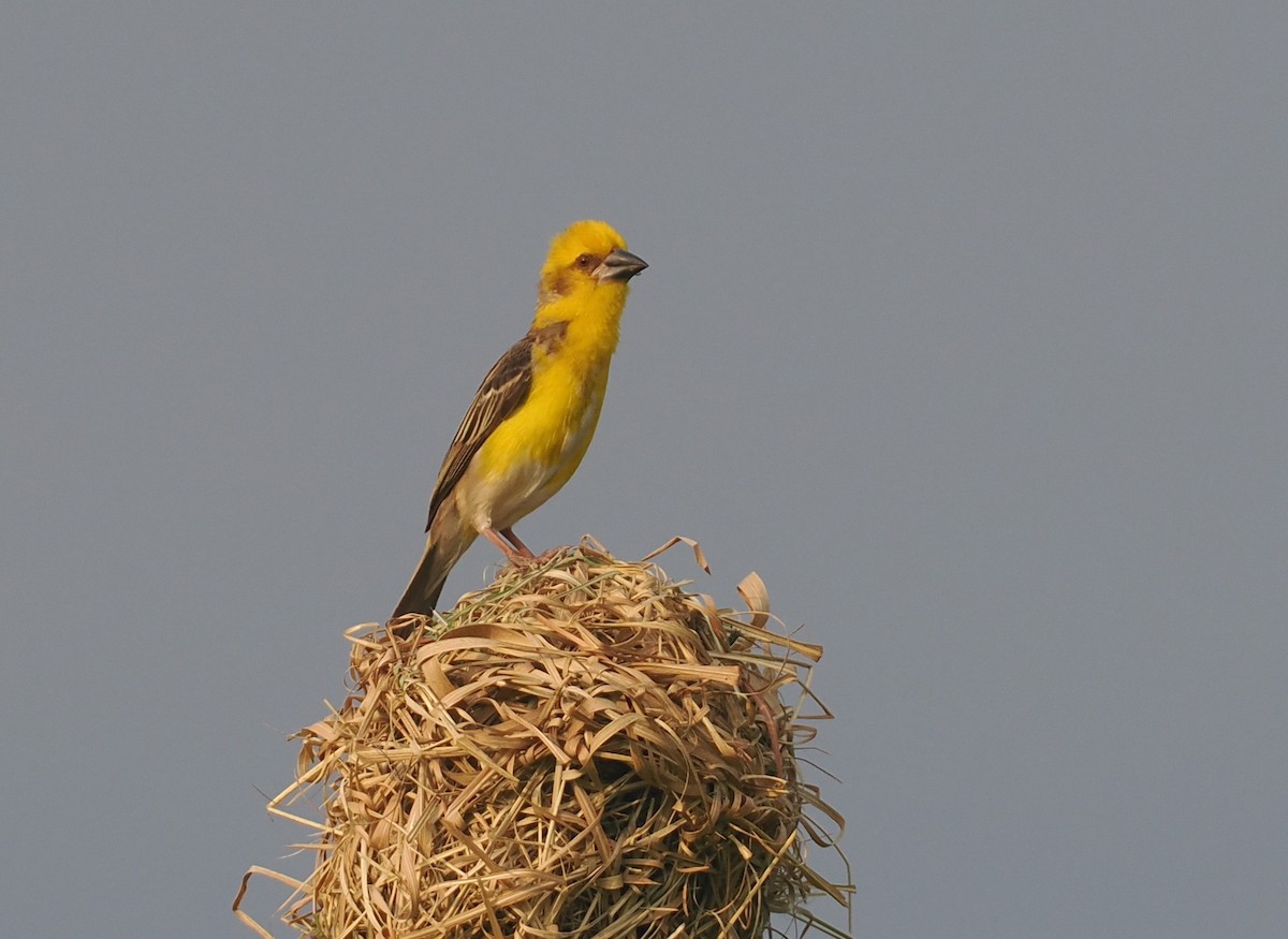 Finn's Weaver - ML637280336