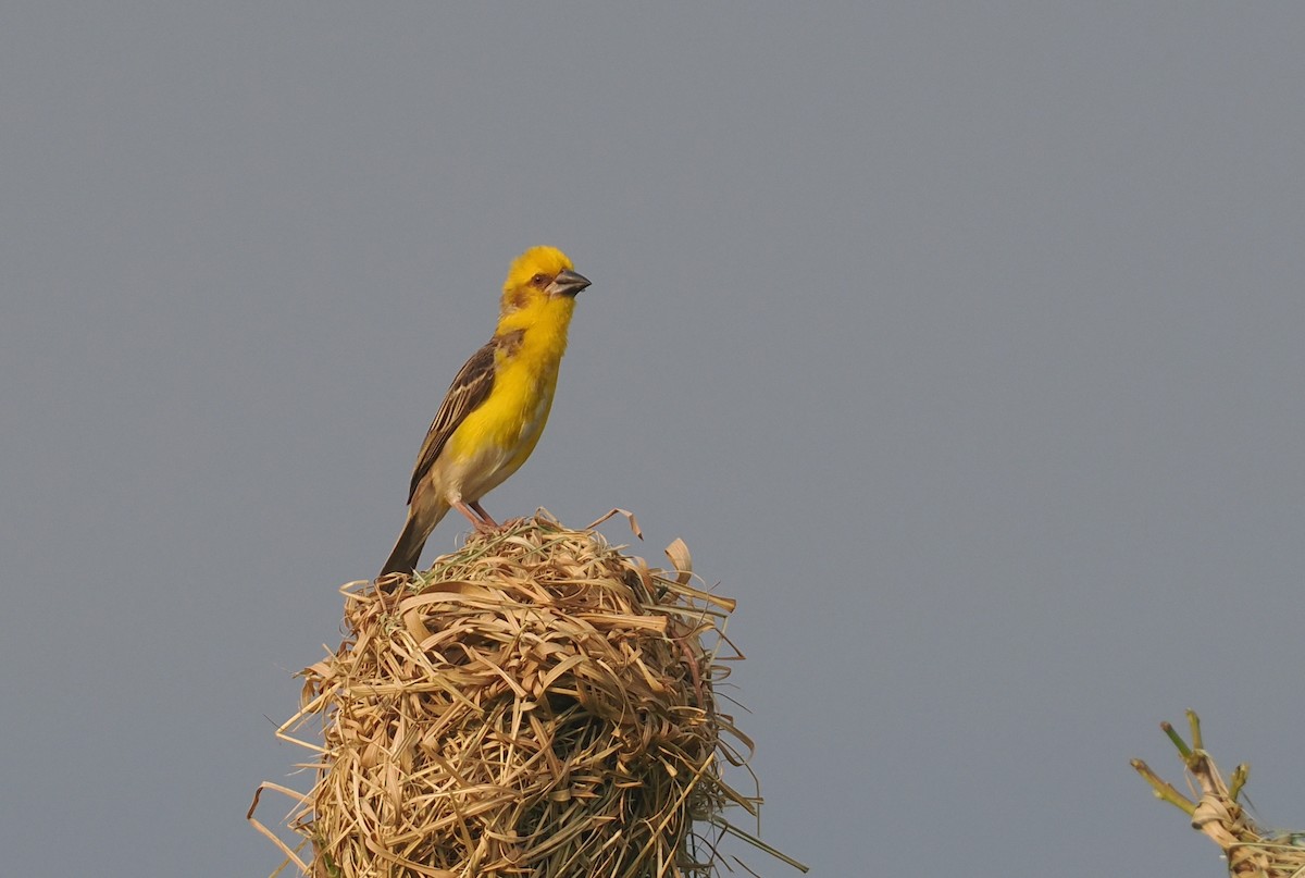 Finn's Weaver - ML637280347