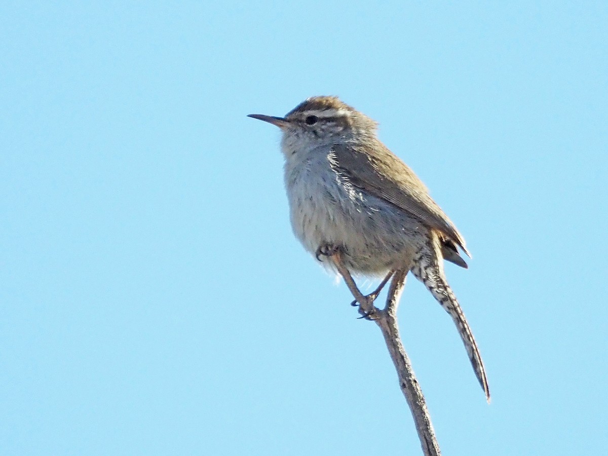 Bewick's Wren - ML637280400